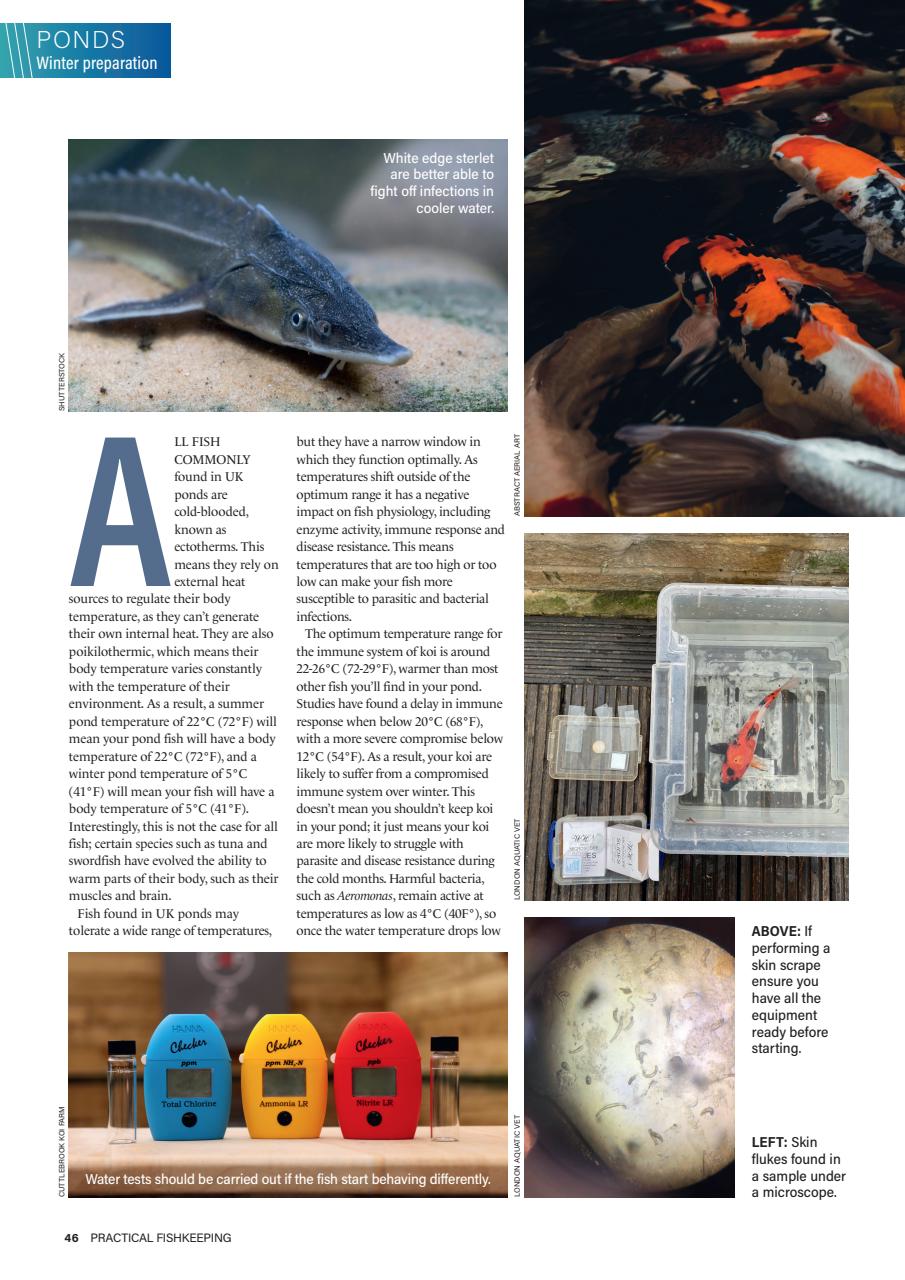 Practical Fishkeeping Preview Pages