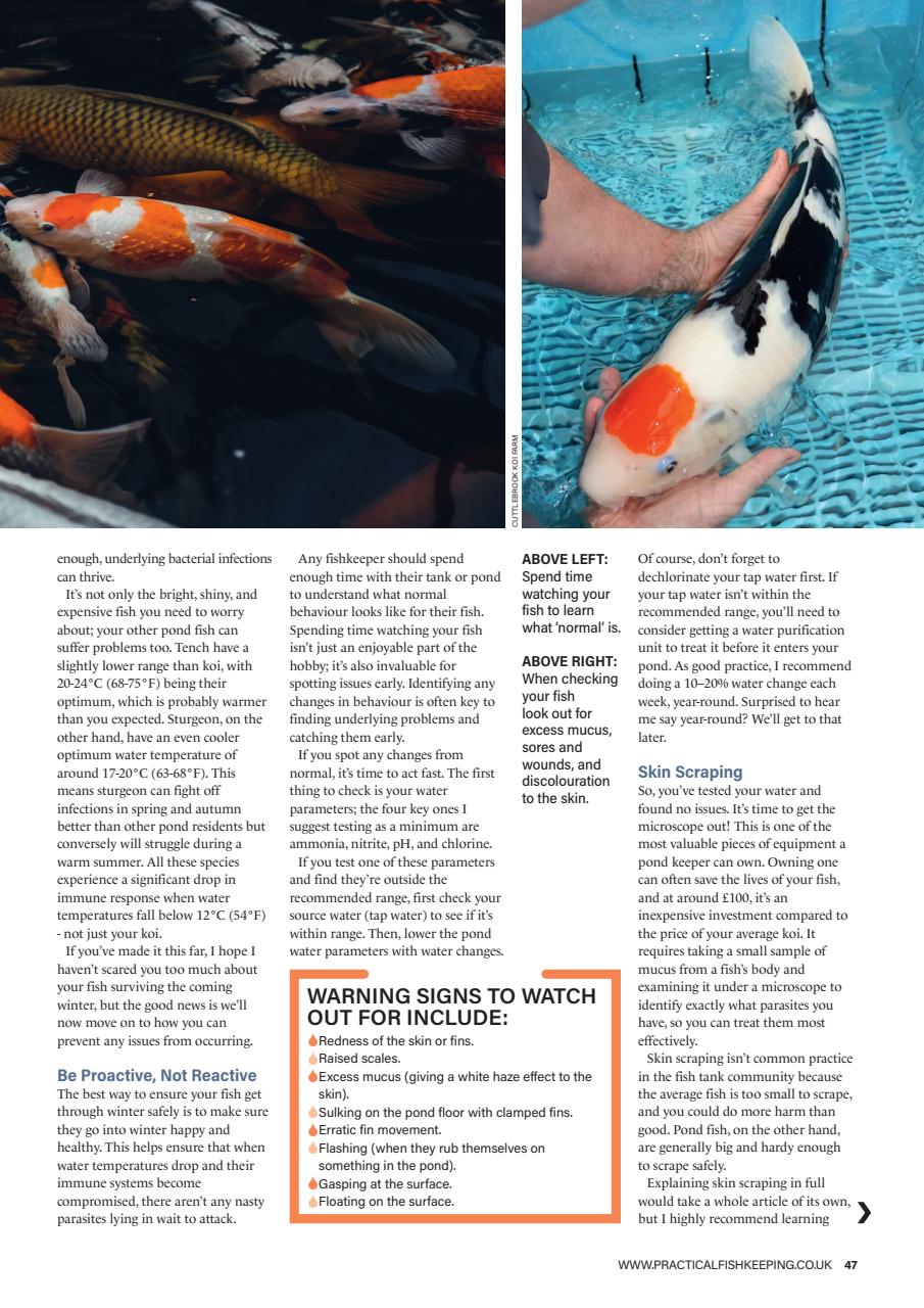 Practical Fishkeeping Preview Pages