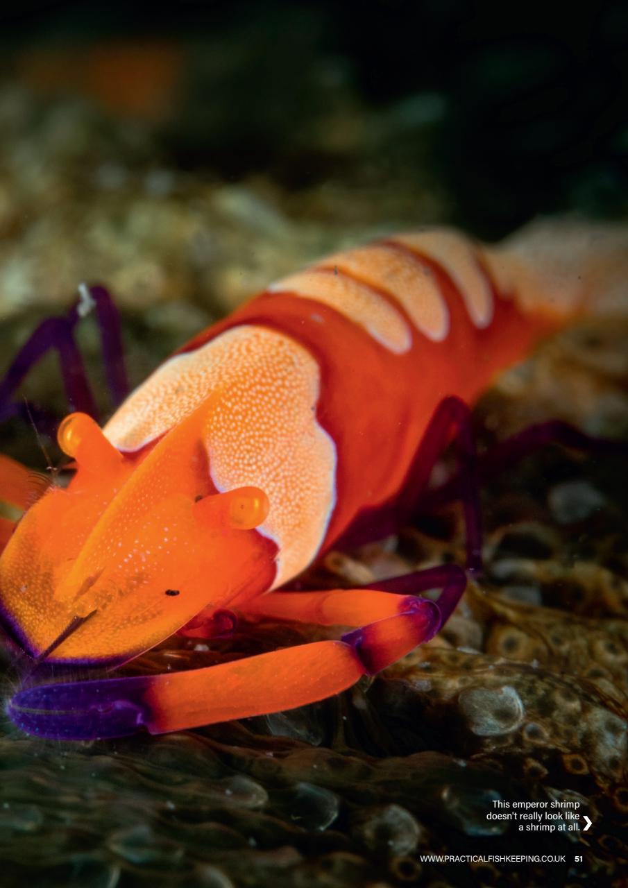 Practical Fishkeeping Preview Pages