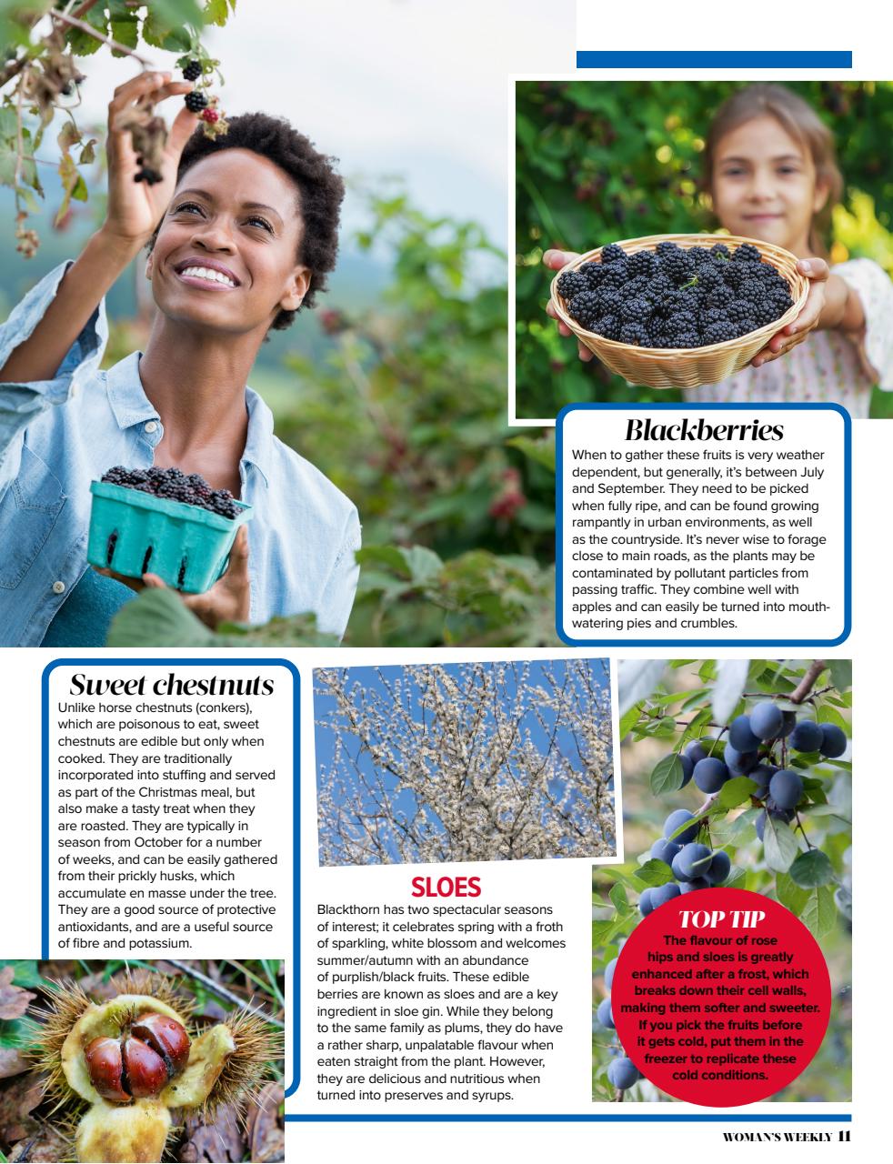 Woman's Weekly Preview Pages