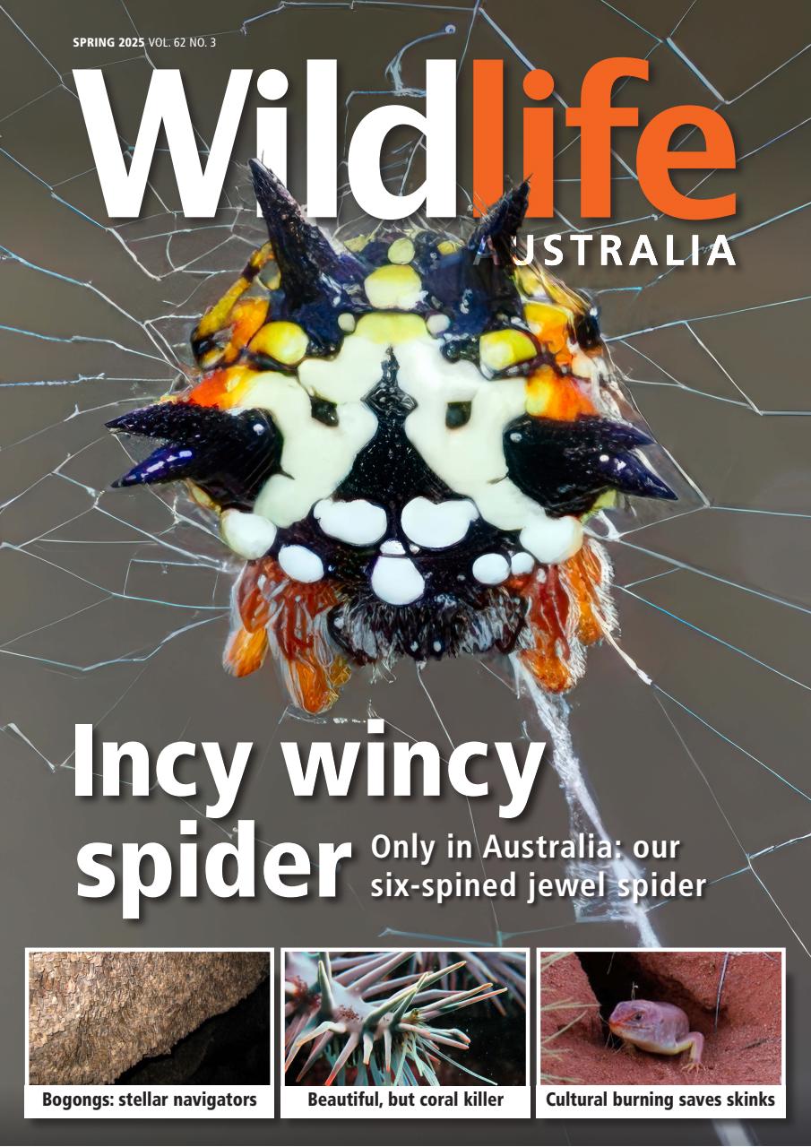 Wildlife Australia Preview Pages