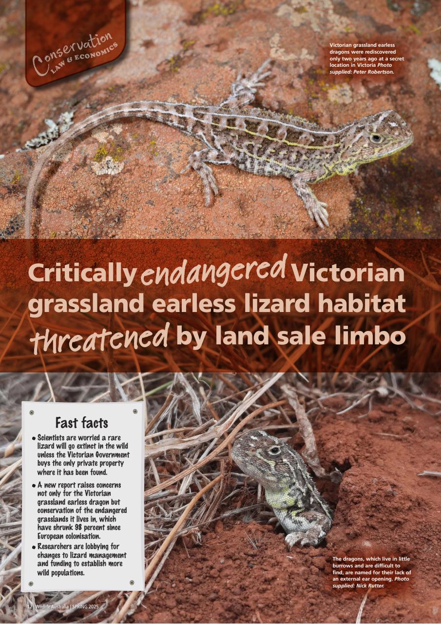 Wildlife Australia Preview Pages