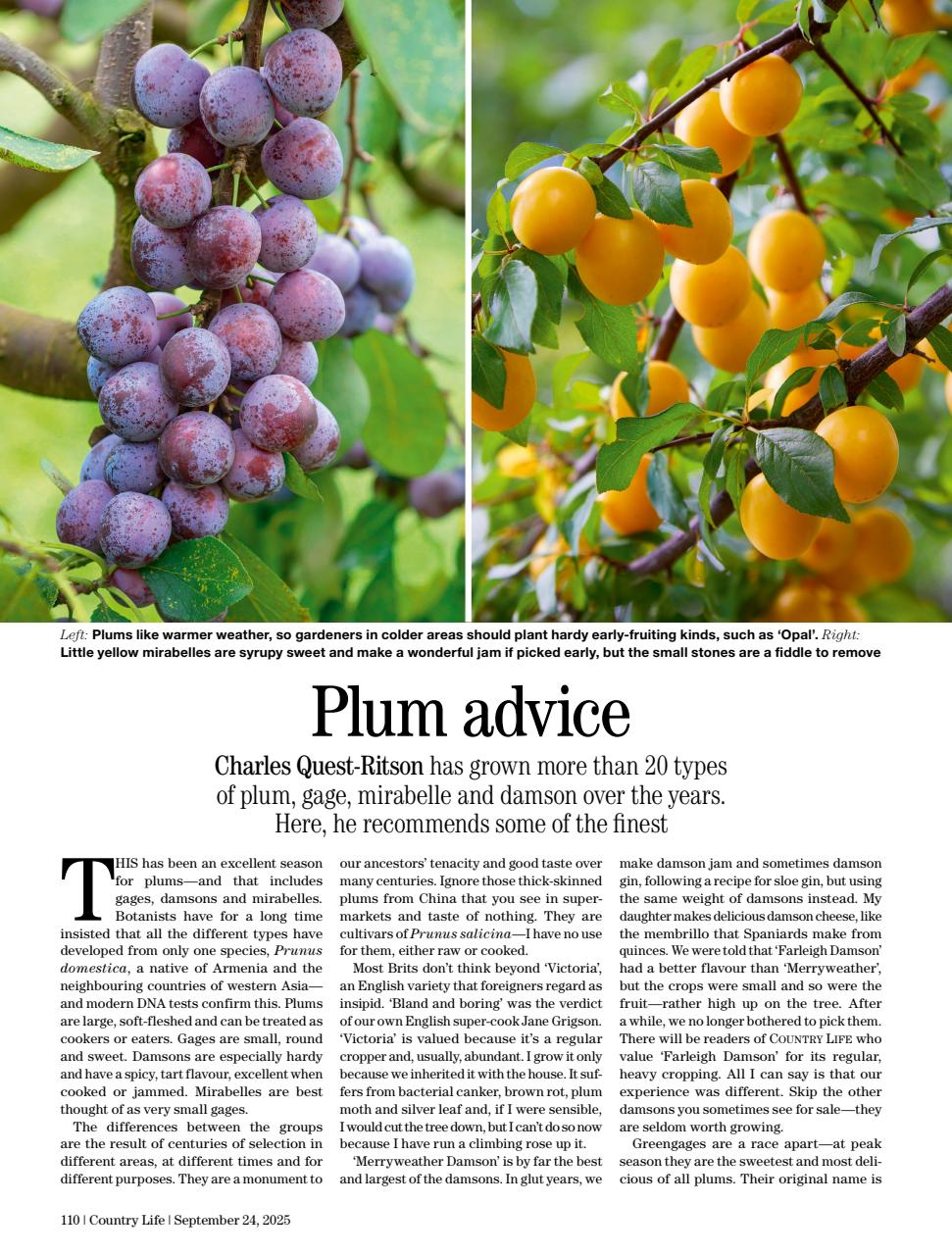 Country Life Preview Pages