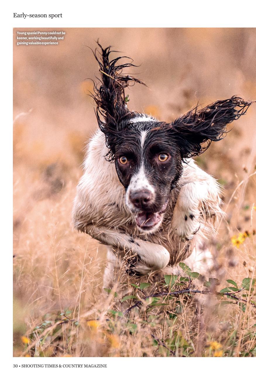 Shooting Times & Country Preview Pages