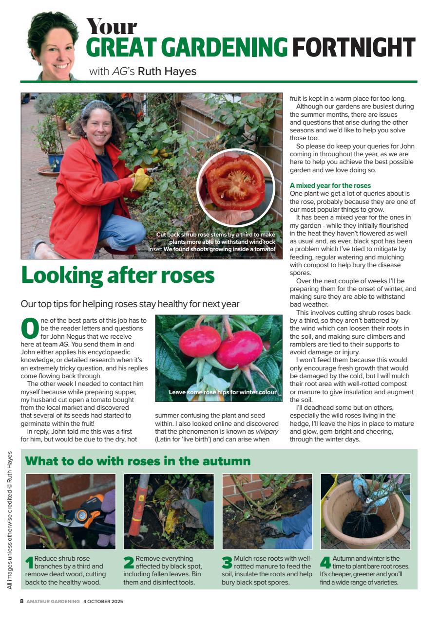 Amateur Gardening Preview Pages
