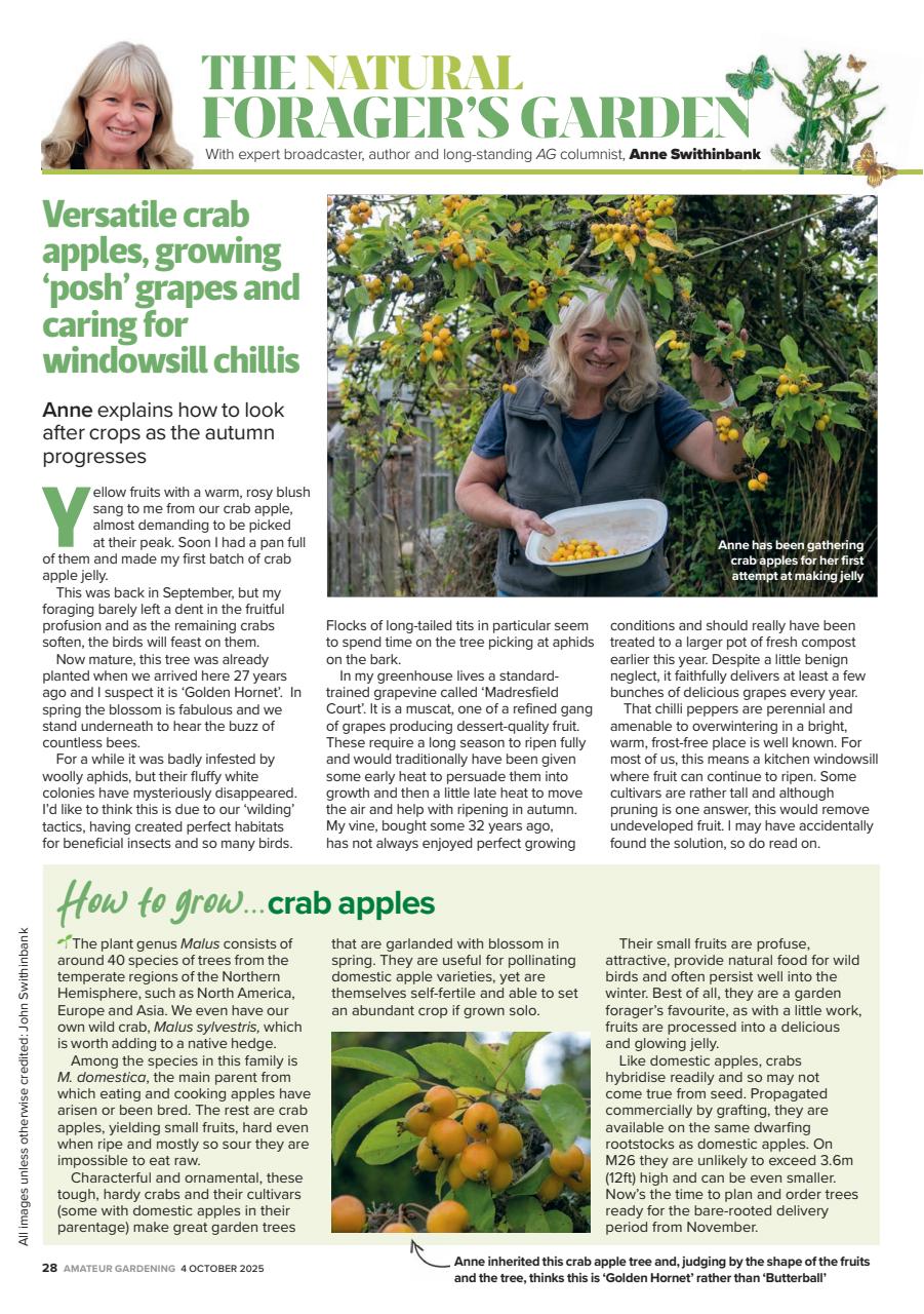 Amateur Gardening Preview Pages