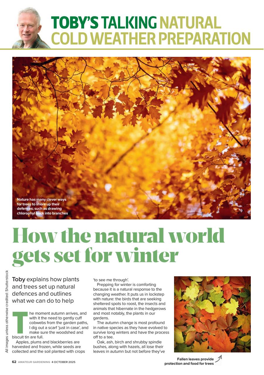 Amateur Gardening Preview Pages