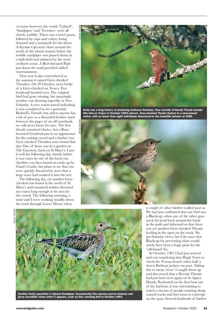 Birdwatch Magazine Preview Pages