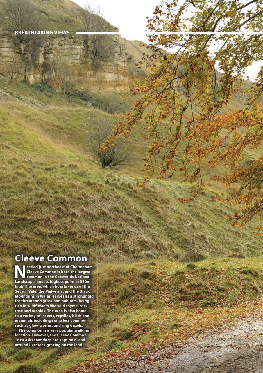 Your Dog Preview Pages