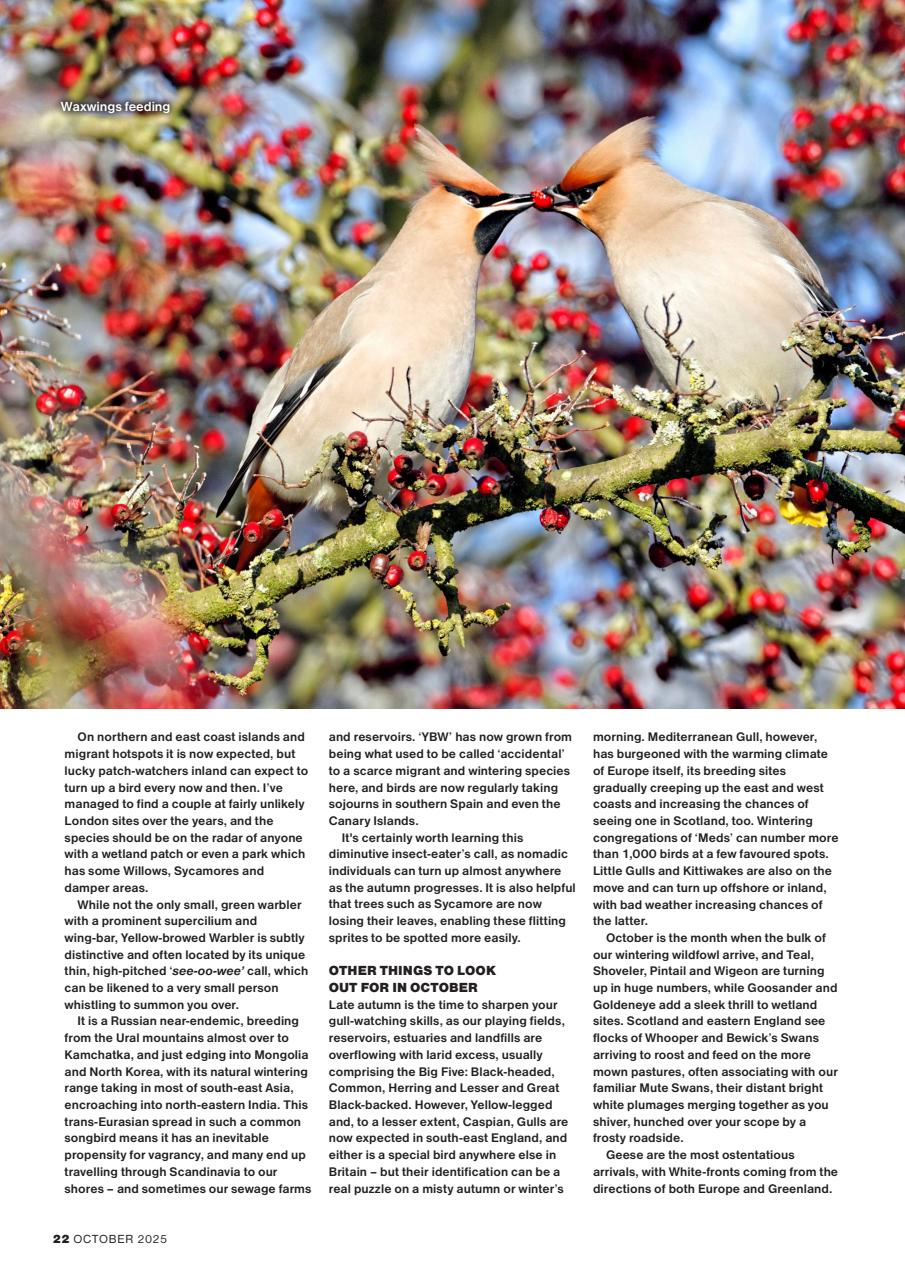 Bird Watching Preview Pages