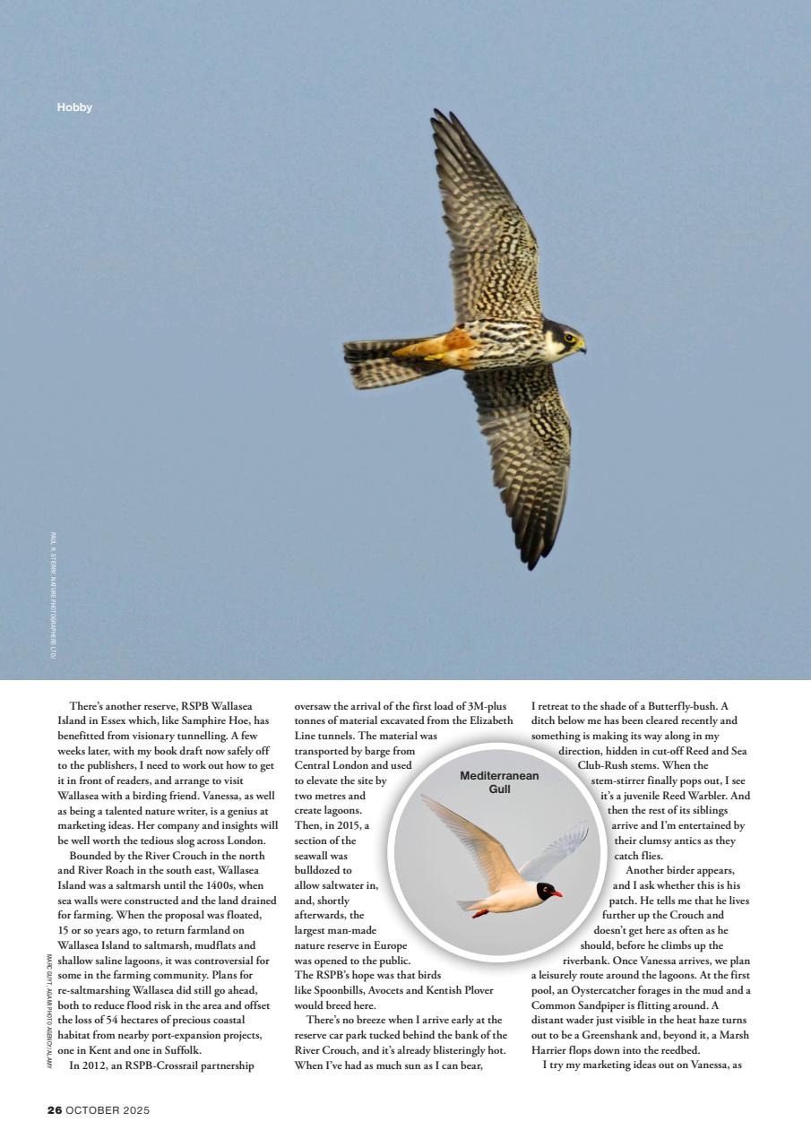 Bird Watching Preview Pages