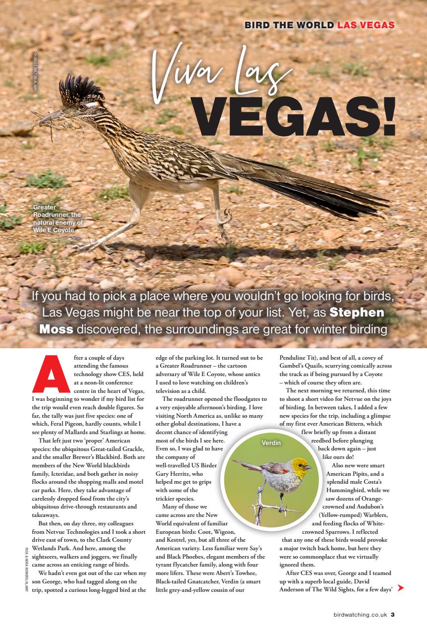 Bird Watching Preview Pages