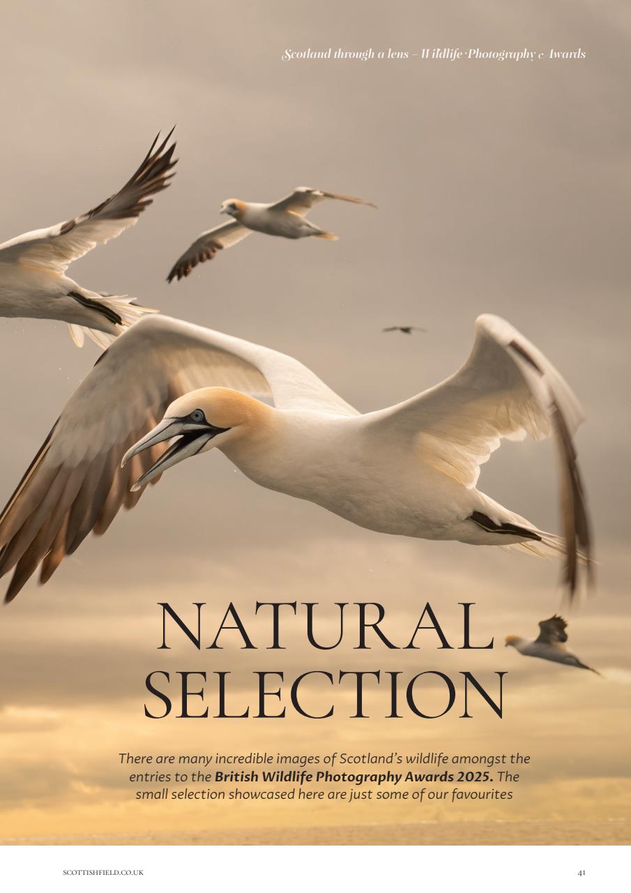 Scottish Field Preview Pages