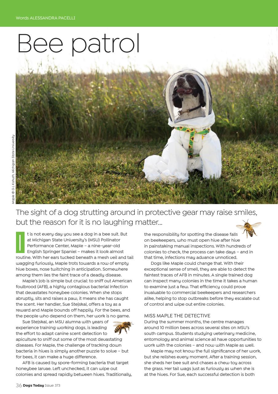 Dogs Today Magazine Preview Pages