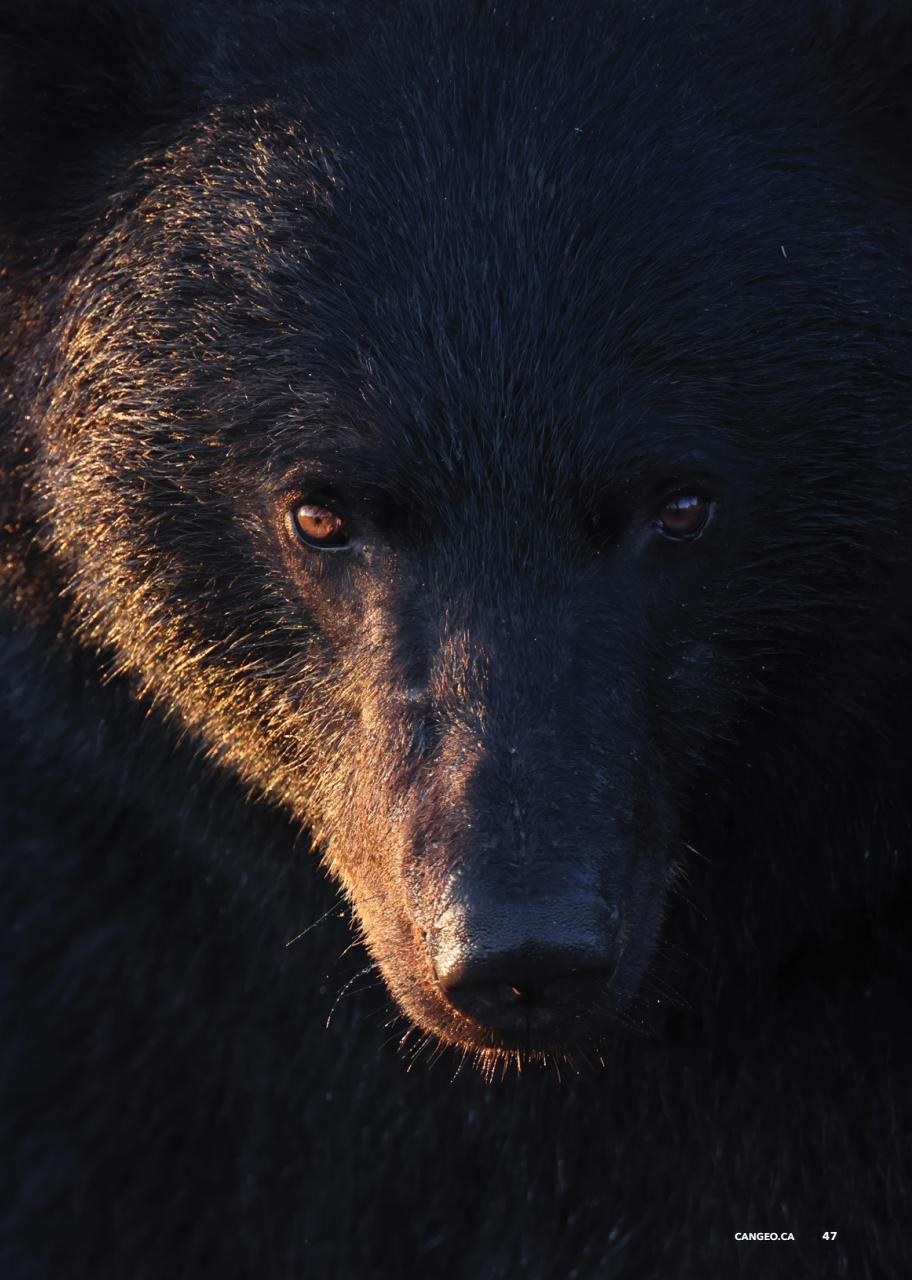 Canadian Geographic Preview Pages