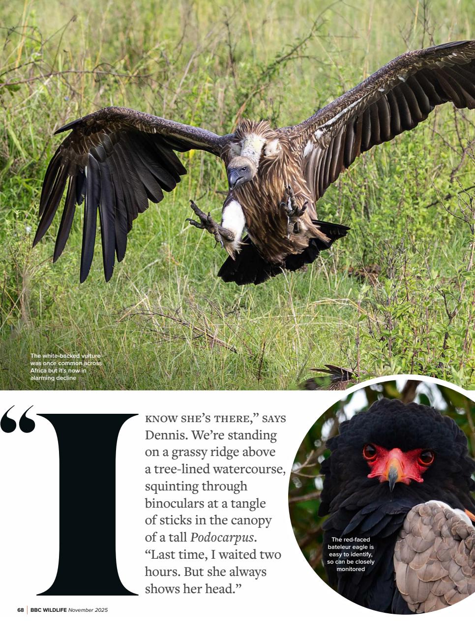 BBC Wildlife Magazine Preview Pages