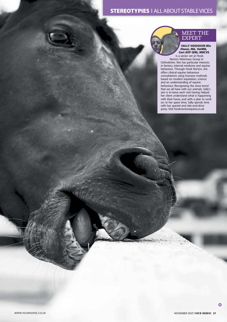 Your Horse Preview Pages