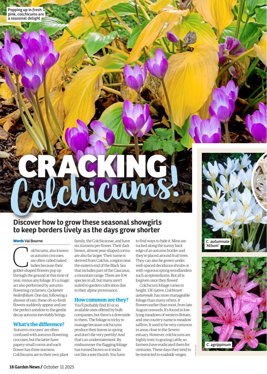 Garden News Preview Pages
