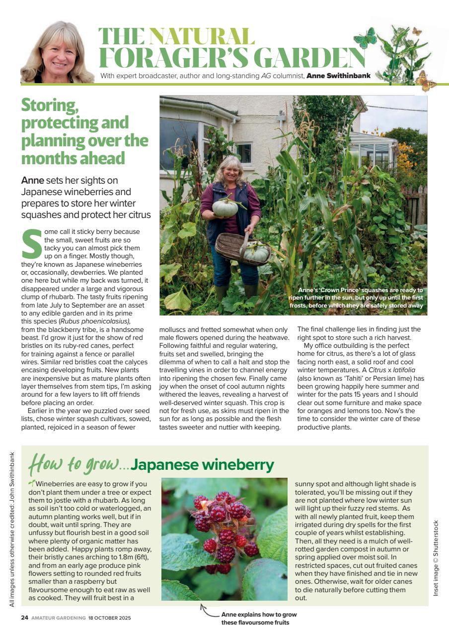 Amateur Gardening Preview Pages