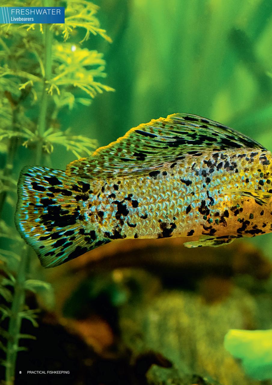 Practical Fishkeeping Preview Pages