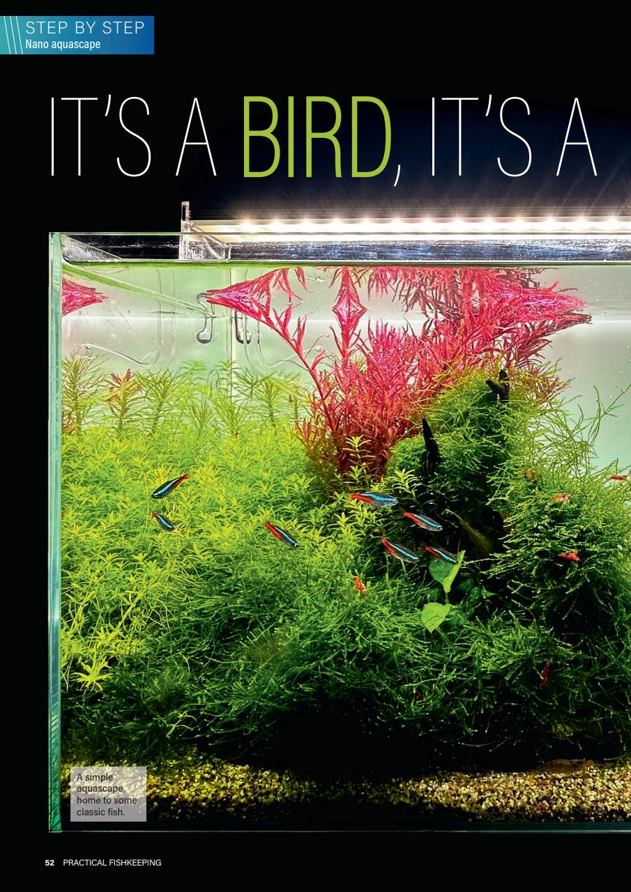 Practical Fishkeeping Preview Pages