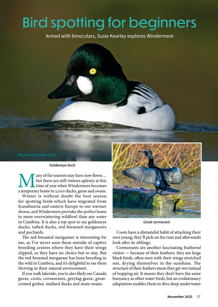 Cumbria and Lakeland Walker Preview Pages