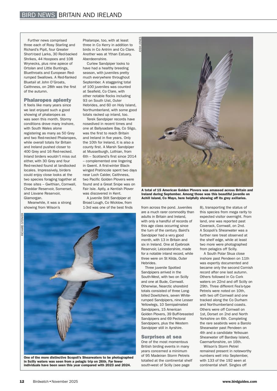 Birdwatch Magazine Preview Pages