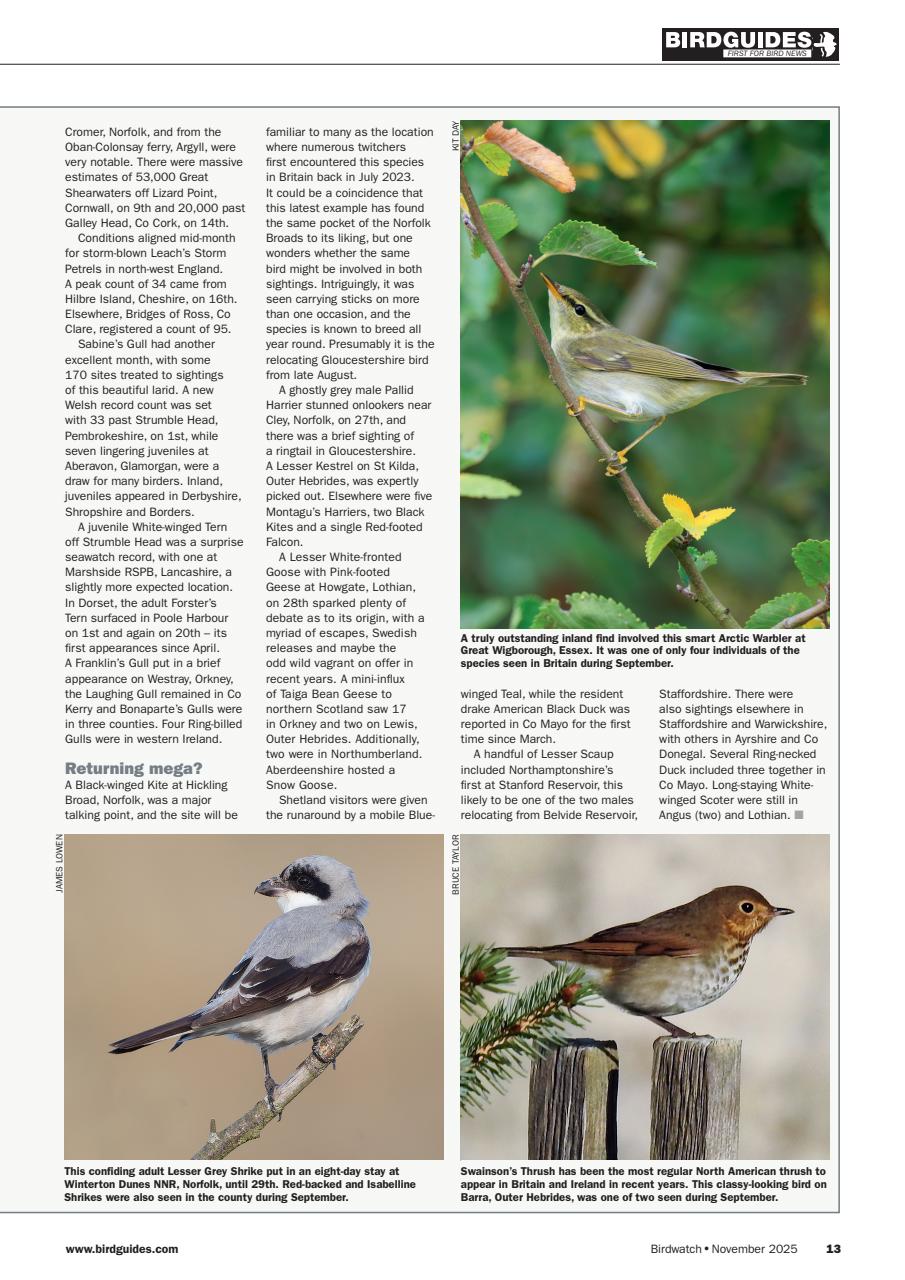 Birdwatch Magazine Preview Pages