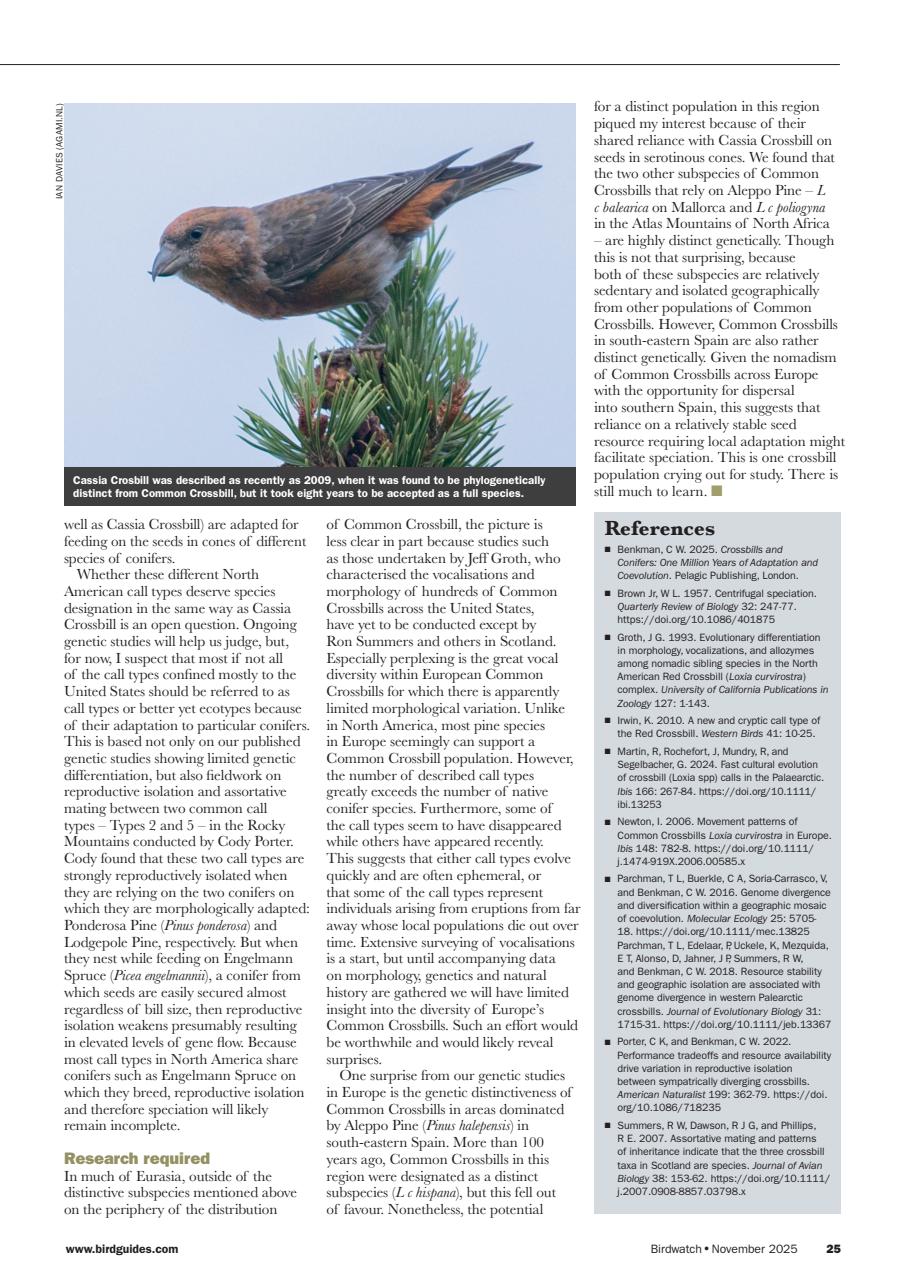 Birdwatch Magazine Preview Pages