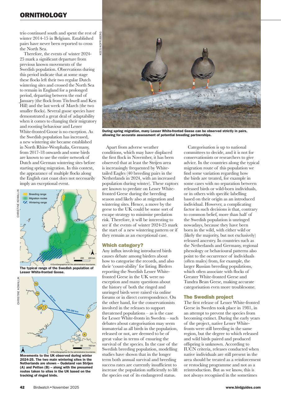 Birdwatch Magazine Preview Pages