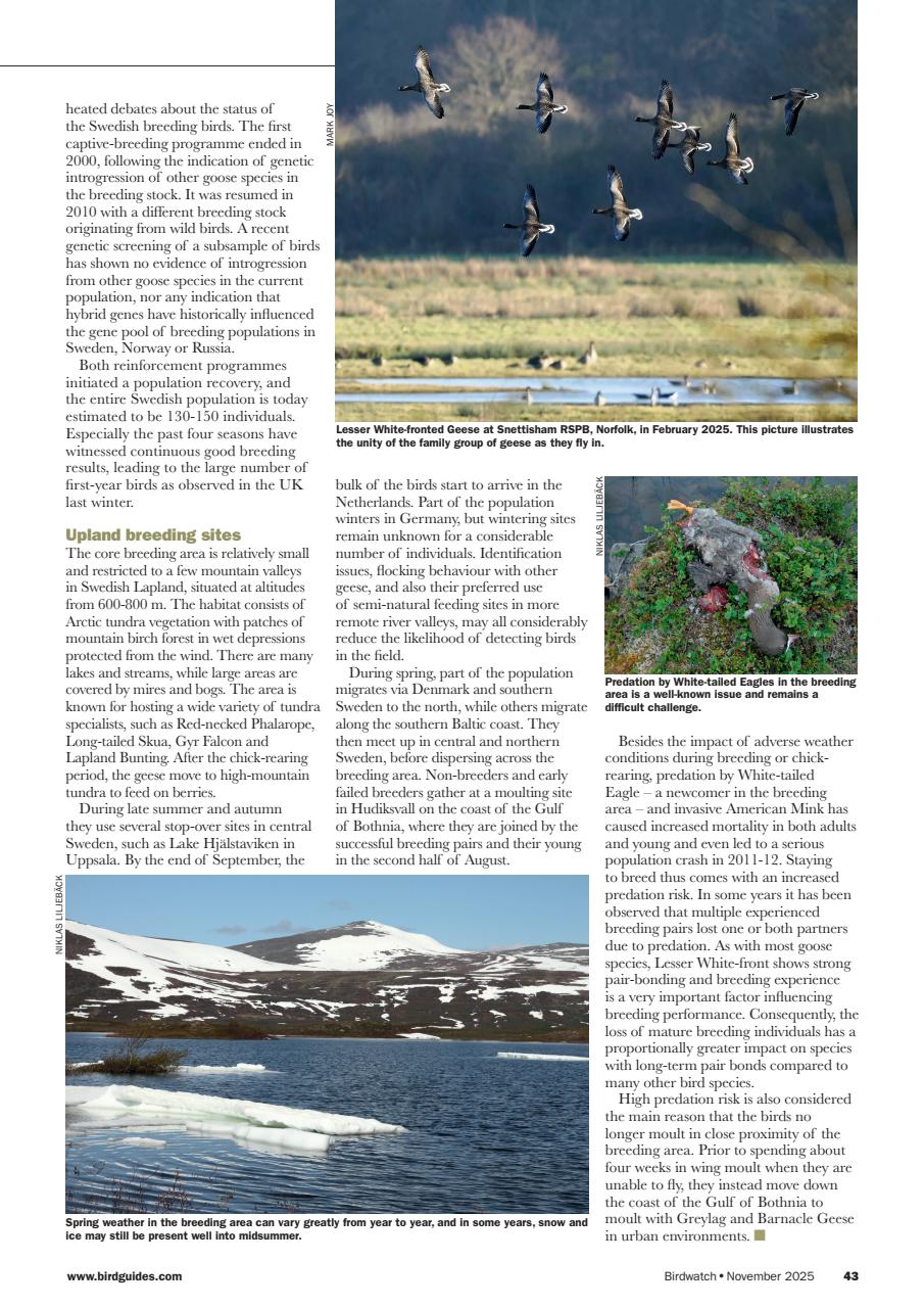 Birdwatch Magazine Preview Pages