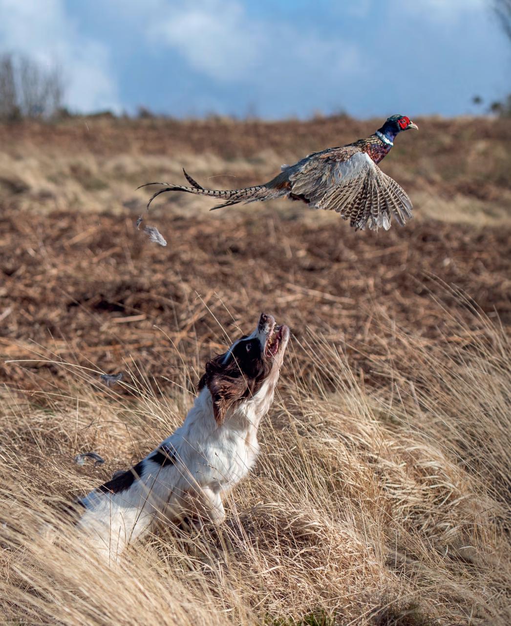 Gundog Journal Preview Pages