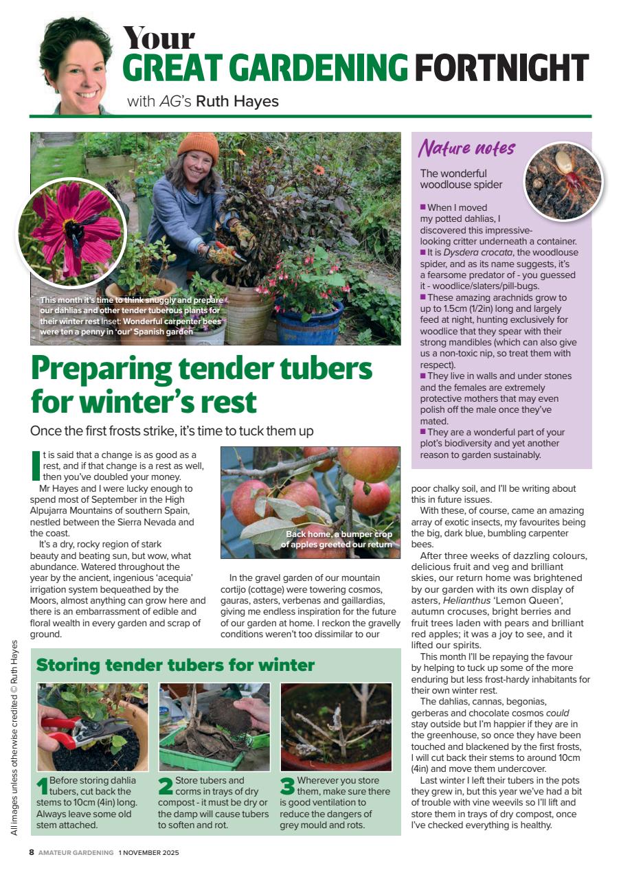 Amateur Gardening Preview Pages