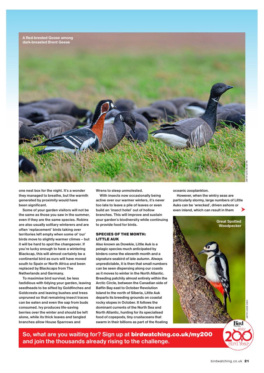 Bird Watching Preview Pages