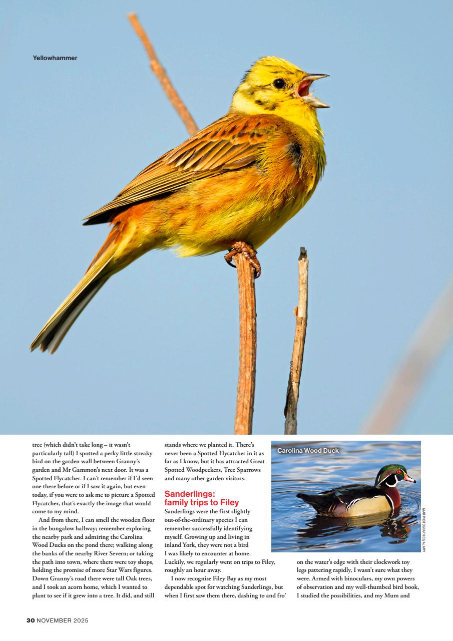 Bird Watching Preview Pages