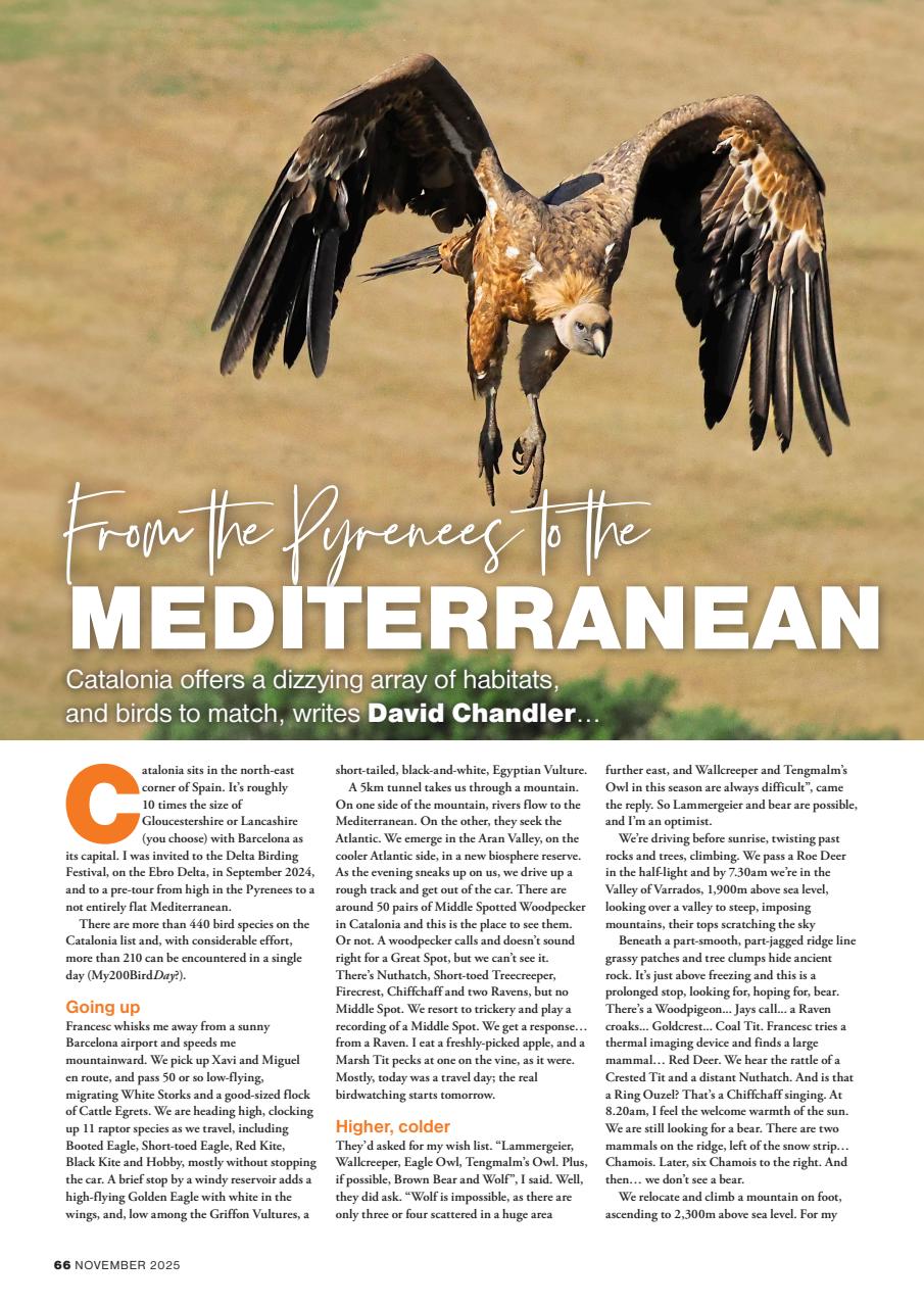 Bird Watching Preview Pages