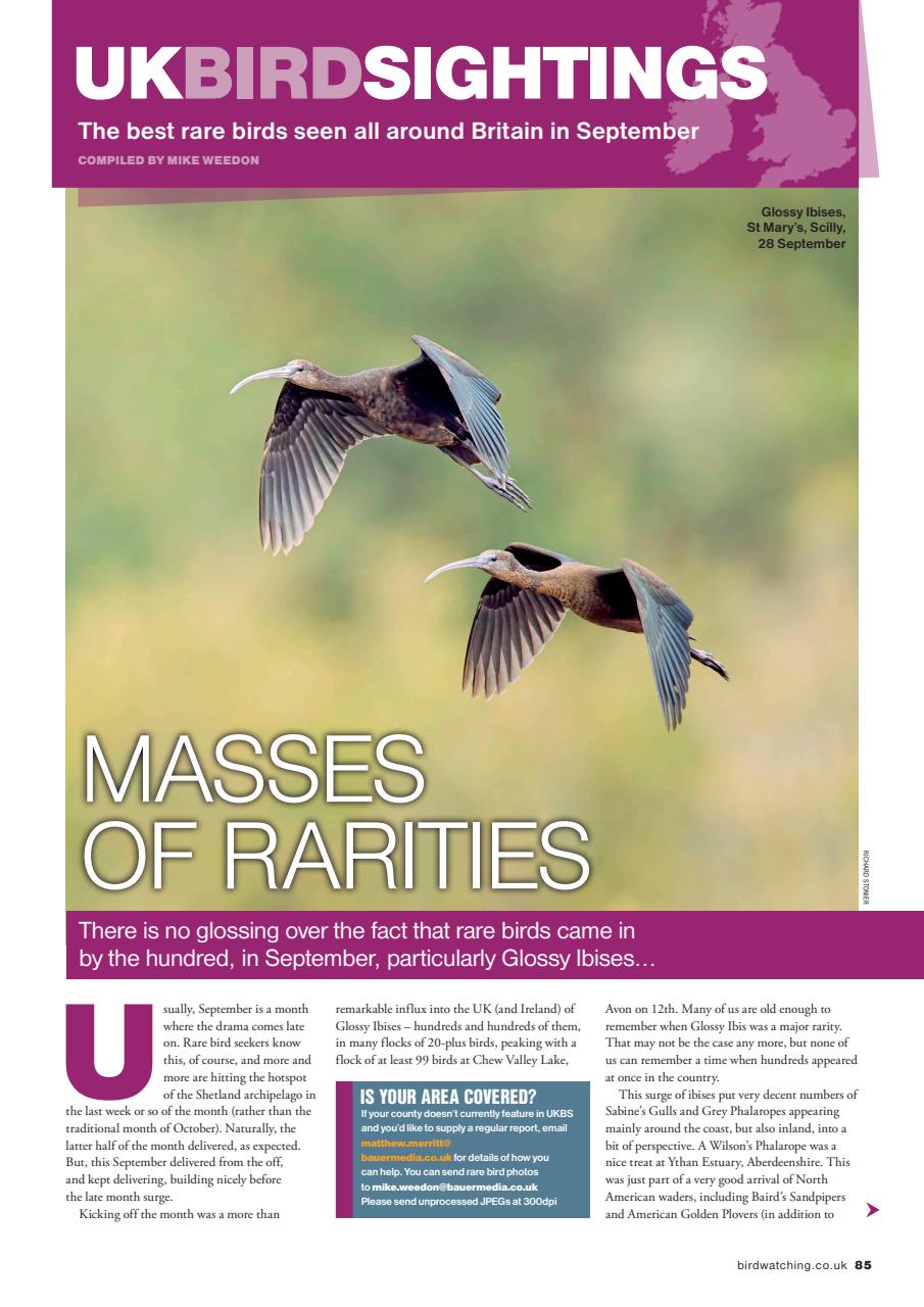 Bird Watching Preview Pages