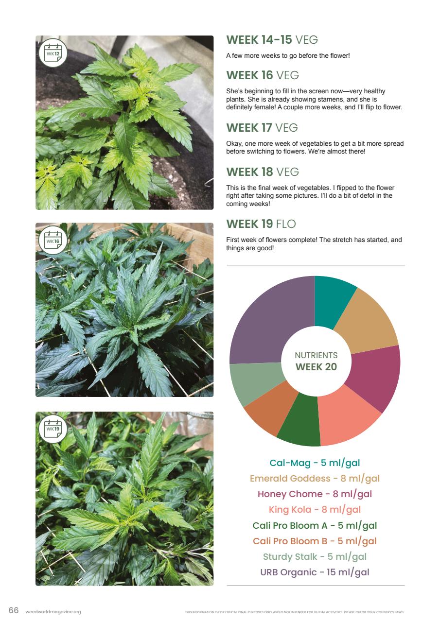 Weed World Preview Pages