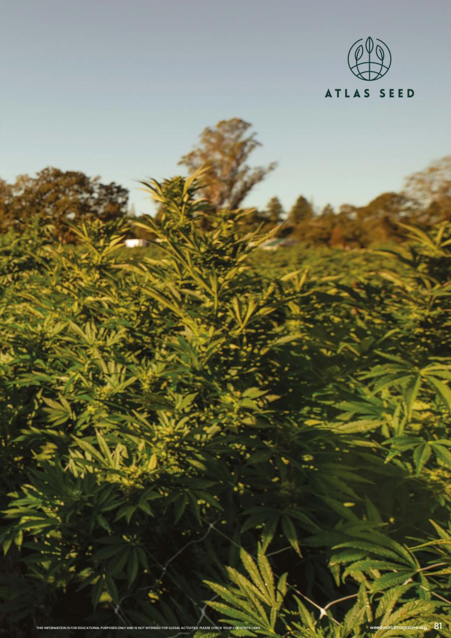 Weed World Preview Pages