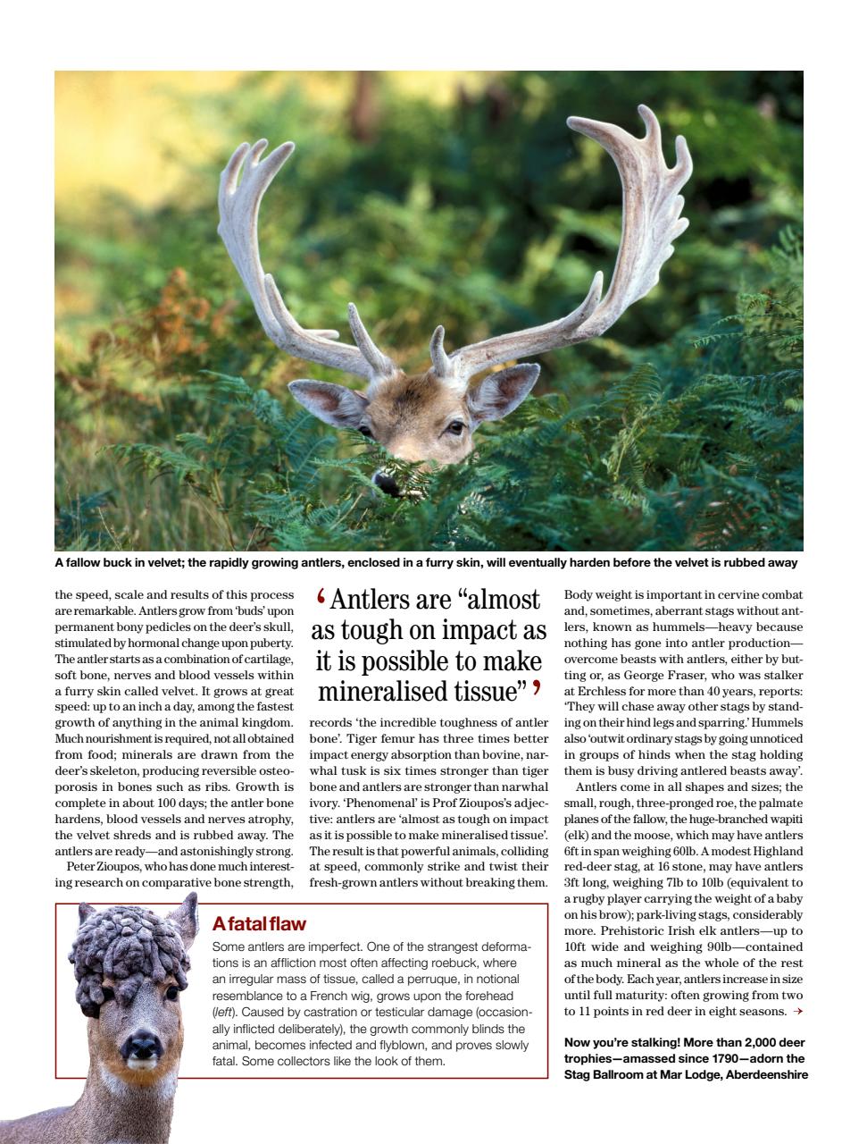 Country Life Preview Pages