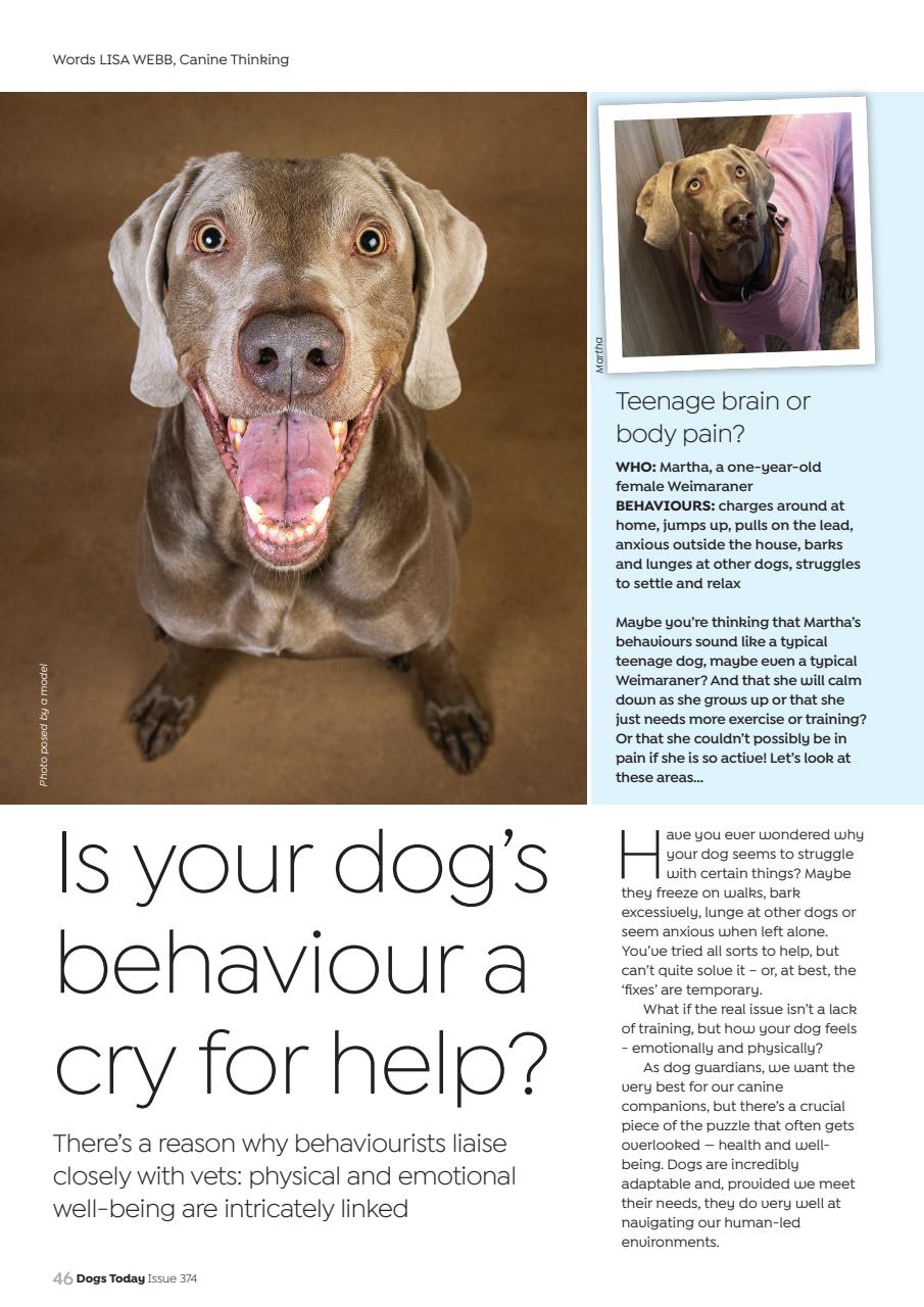 Dogs Today Magazine Preview Pages