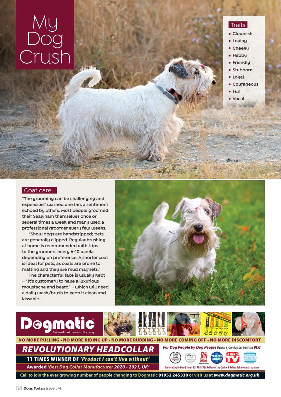 Dogs Today Magazine Preview Pages