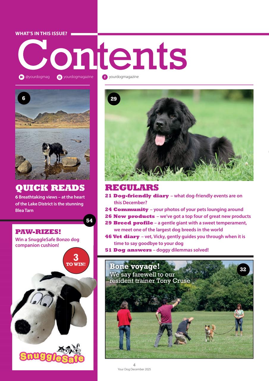 Your Dog Preview Pages