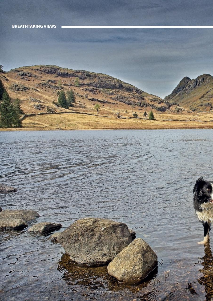 Your Dog Preview Pages