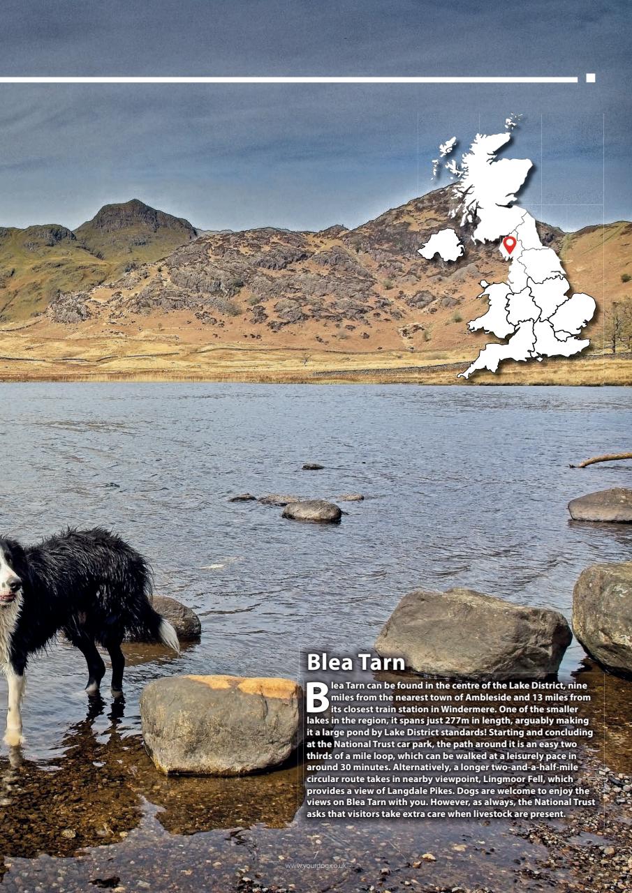 Your Dog Preview Pages