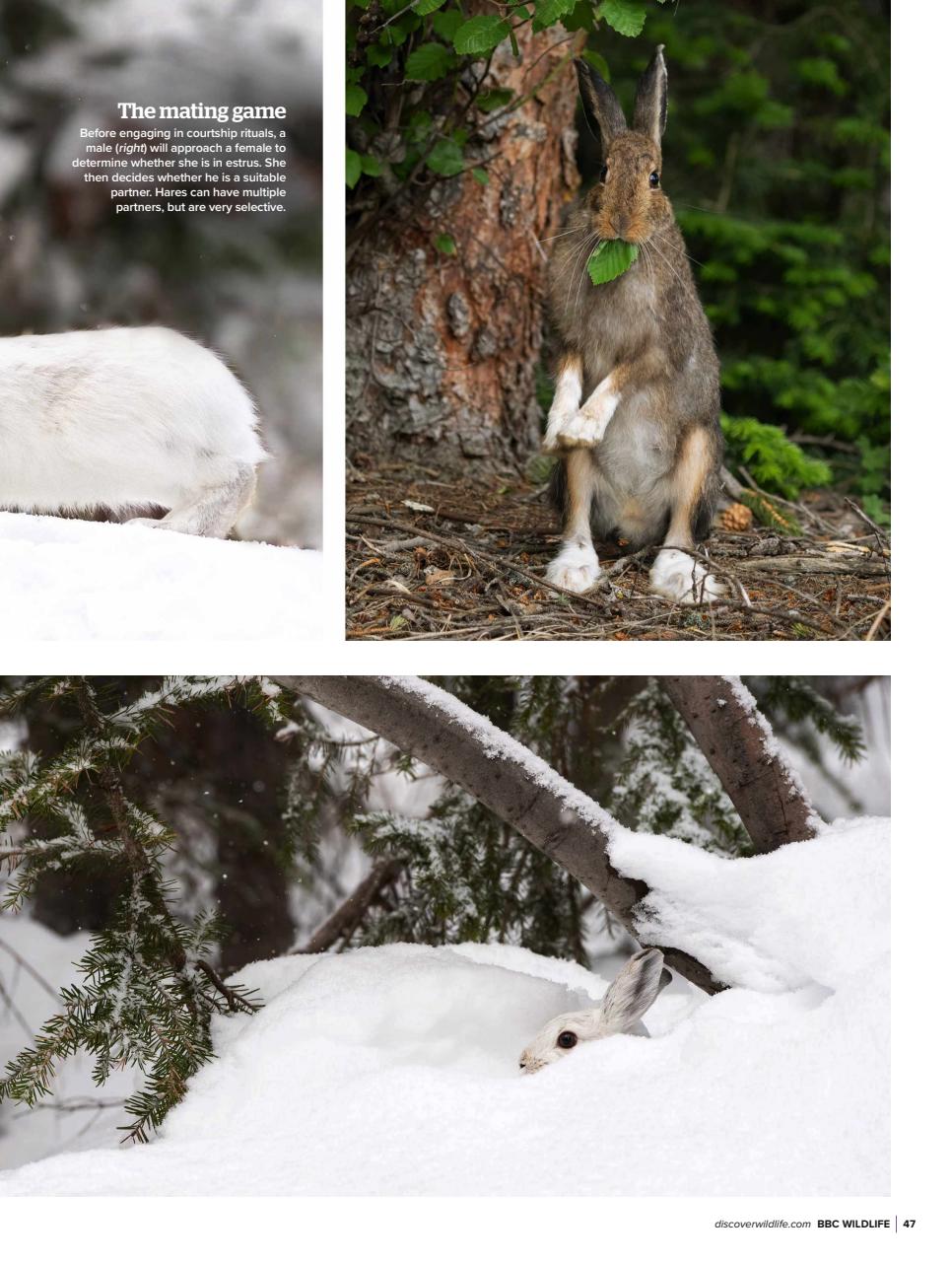 BBC Wildlife Magazine Preview Pages