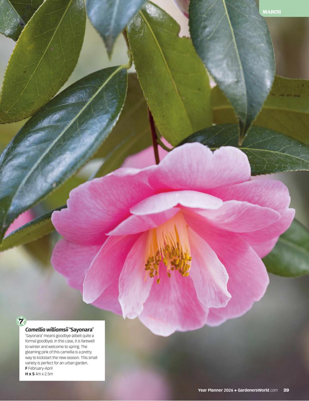 BBC Gardeners’ World Magazine Preview Pages