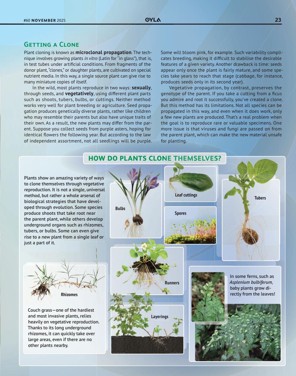 OYLA Magazine Preview Pages