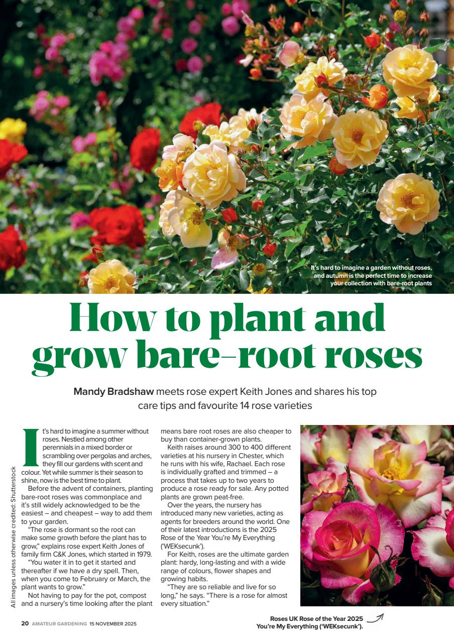 Amateur Gardening Preview Pages