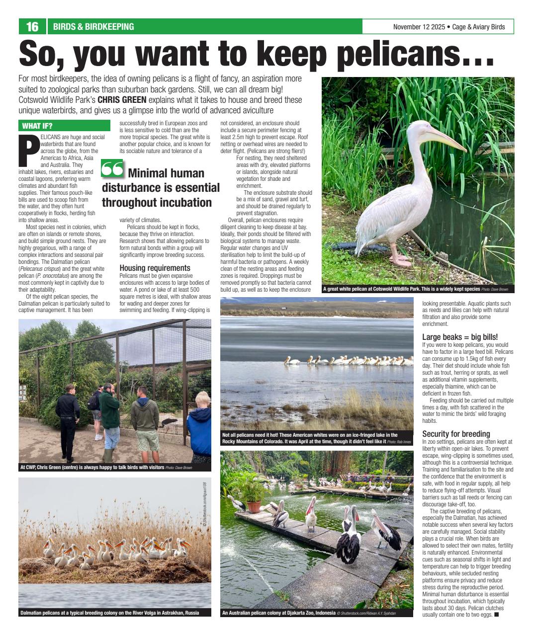 Cage & Aviary Birds Preview Pages